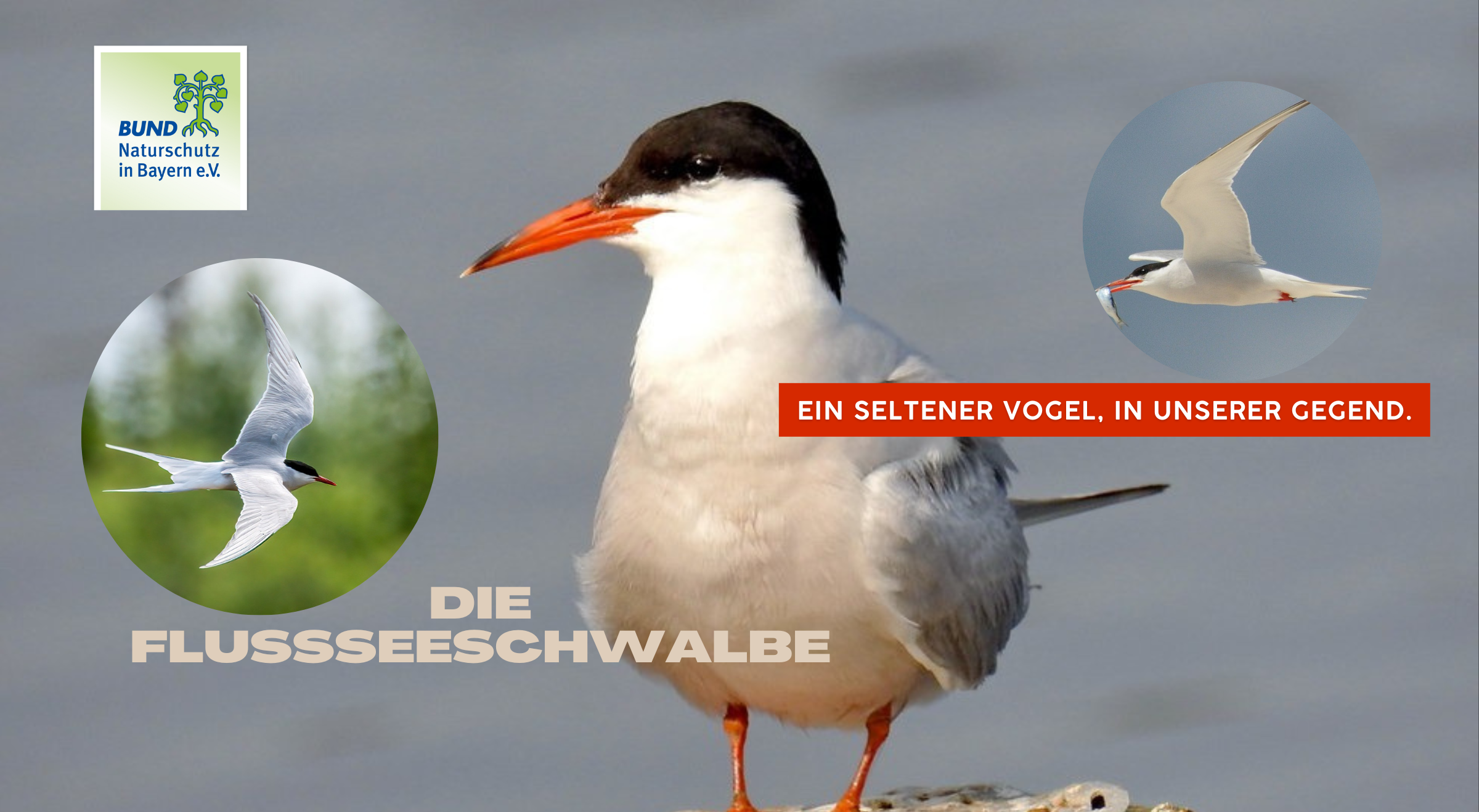 Die Flusseeschwalbe - ein seltener Vogel im Landkreis Günzburg
